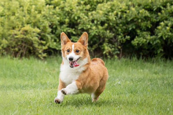 Top 10 High-energy Dog Breeds That Demand Daily Walks