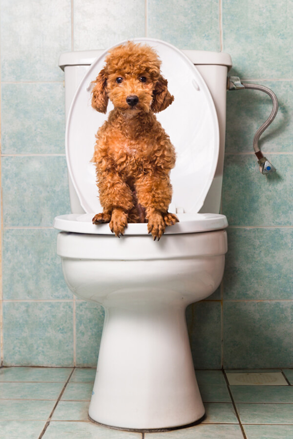 Help! My Puppy Has Diarrhea What Every Pet Owner Should Know
