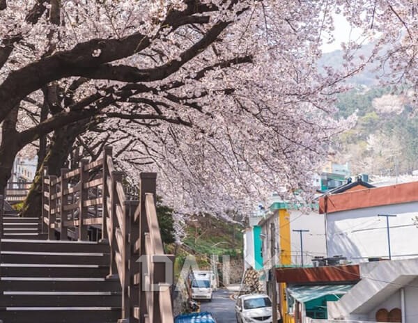 벚꽃명소,벚꽃,명소,전국벚꽃명소,전국벚꽃축제,벚꽃개화시기,벚꽃여행,벚꽃명소추천,진해경화역,제주녹산로 SNS에 인생 사진 올리려고... 